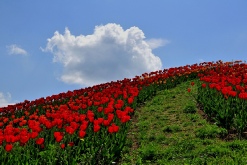 Pomonatempel auf dem Pfingstberg (Pomona - Göttin der Früchte) 